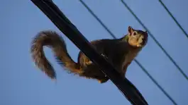 Hello Squirrel!